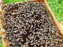 Bienenvolk