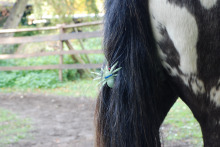 Halloweenreiten