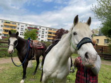 Pferde in der Stadt
