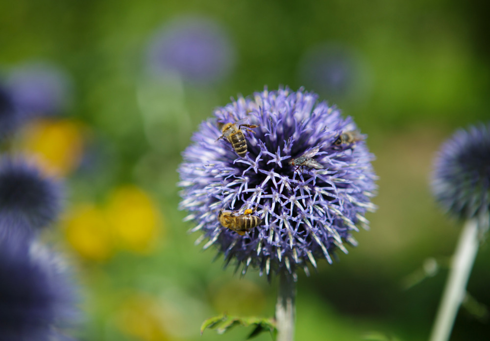 Diestelblüten im Garten