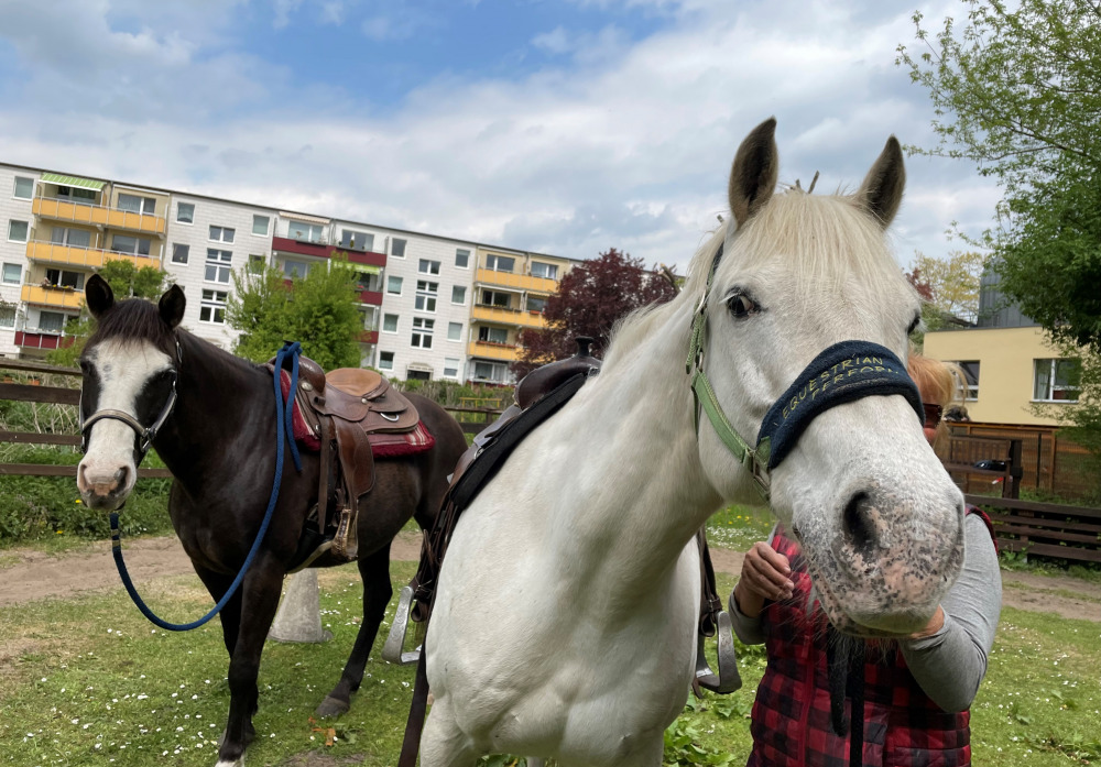 Pferde in der Stadt